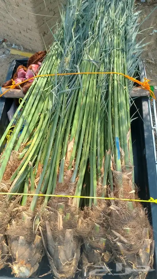 يوجد لدينا نخيل  مثمرعلا جميع المقاسات 2