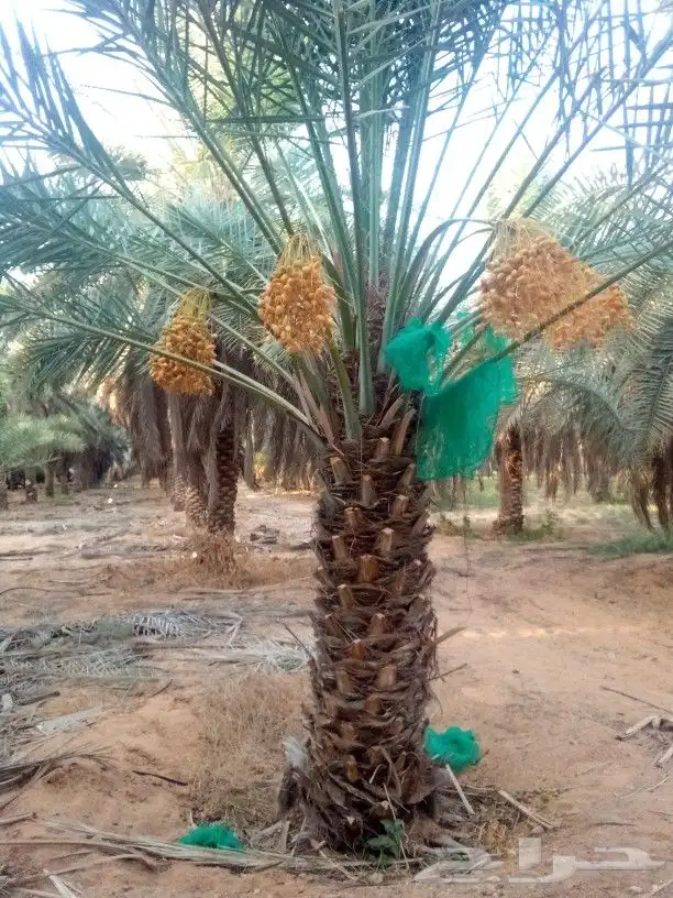 نخل مثمر للبيع برحي سلمى اخلاص سكري صقعي هلالي مجدول غر سلج 3