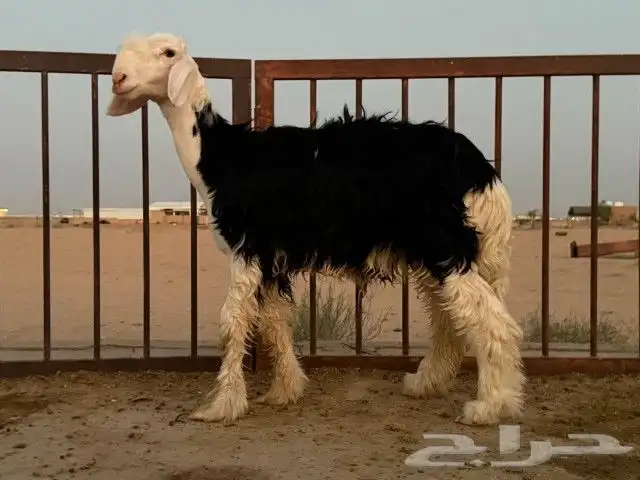 رخال نجد مقنوي 6
