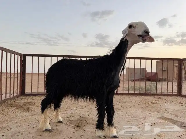 رخال نجد مقنوي 3