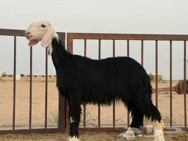 رخال نجد مقنوي 0