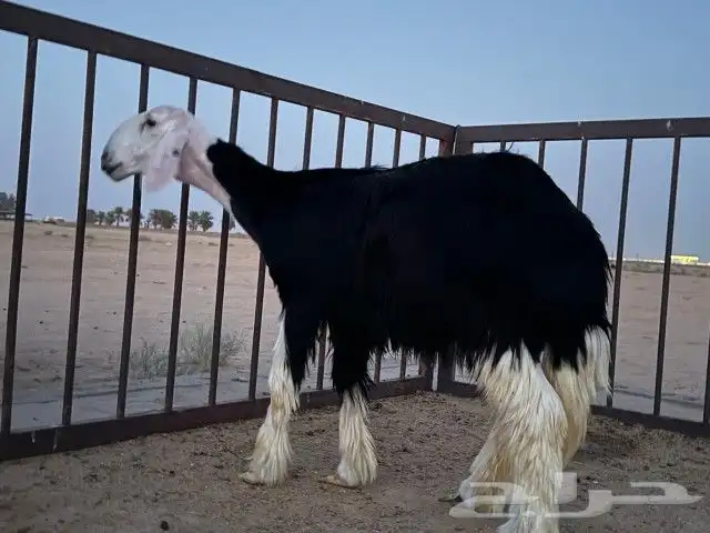 رخال نجد مقنوي 4