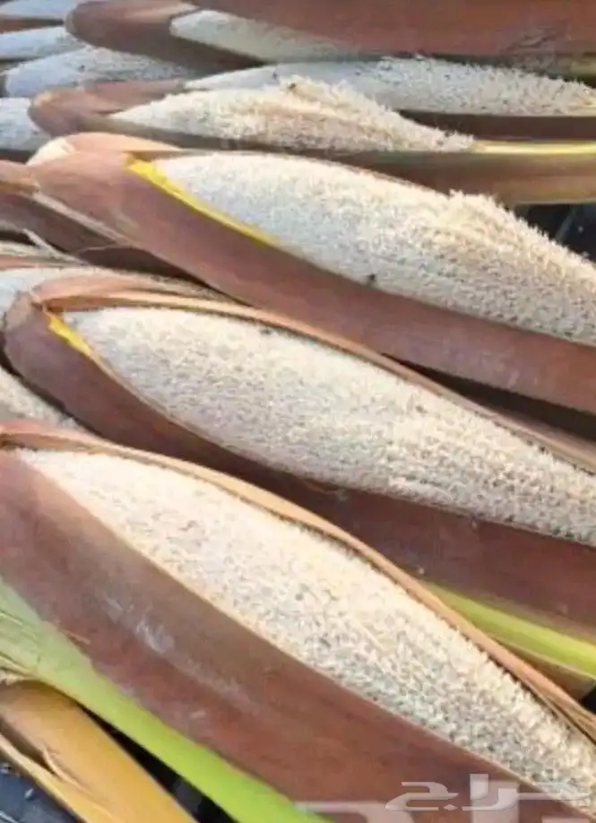 بودرة لقاح نخيل 1