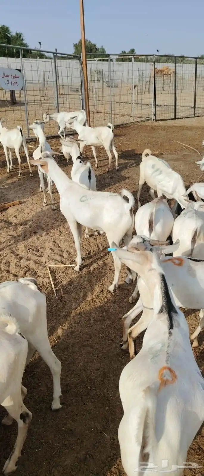 ذبايح على مستوى.. بخميس مشيط تلقى المطلوب 1