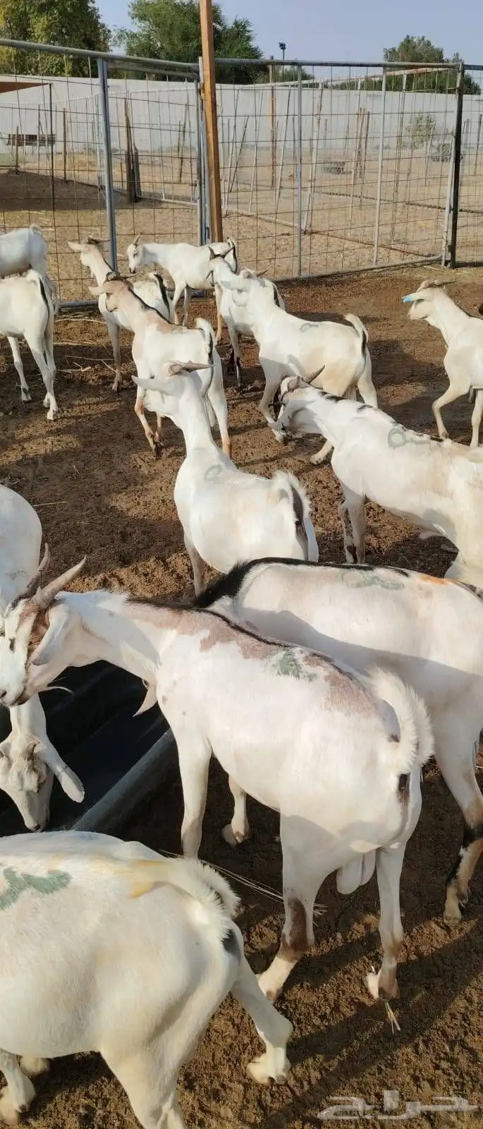 ذبايح على مستوى.. بخميس مشيط تلقى المطلوب 2