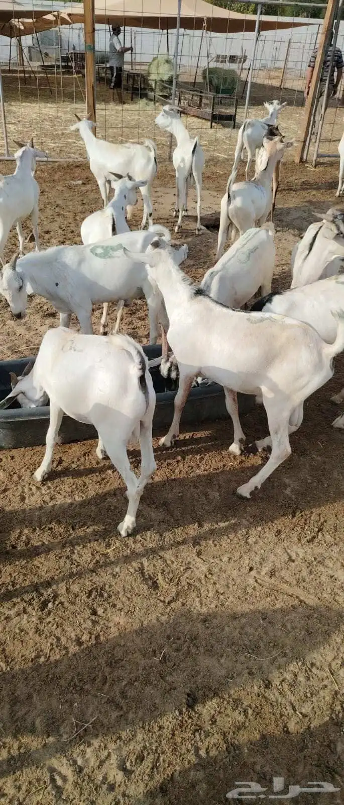 ذبايح على مستوى.. بخميس مشيط تلقى المطلوب 0