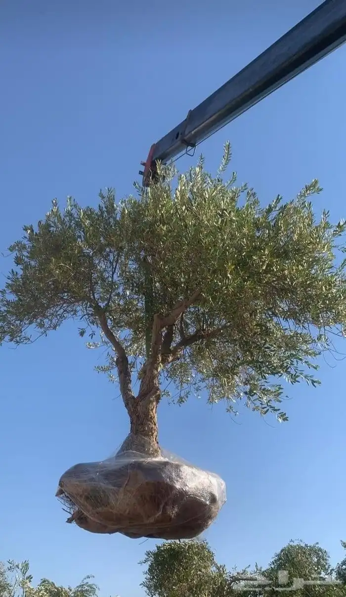 شجره زيتون 7