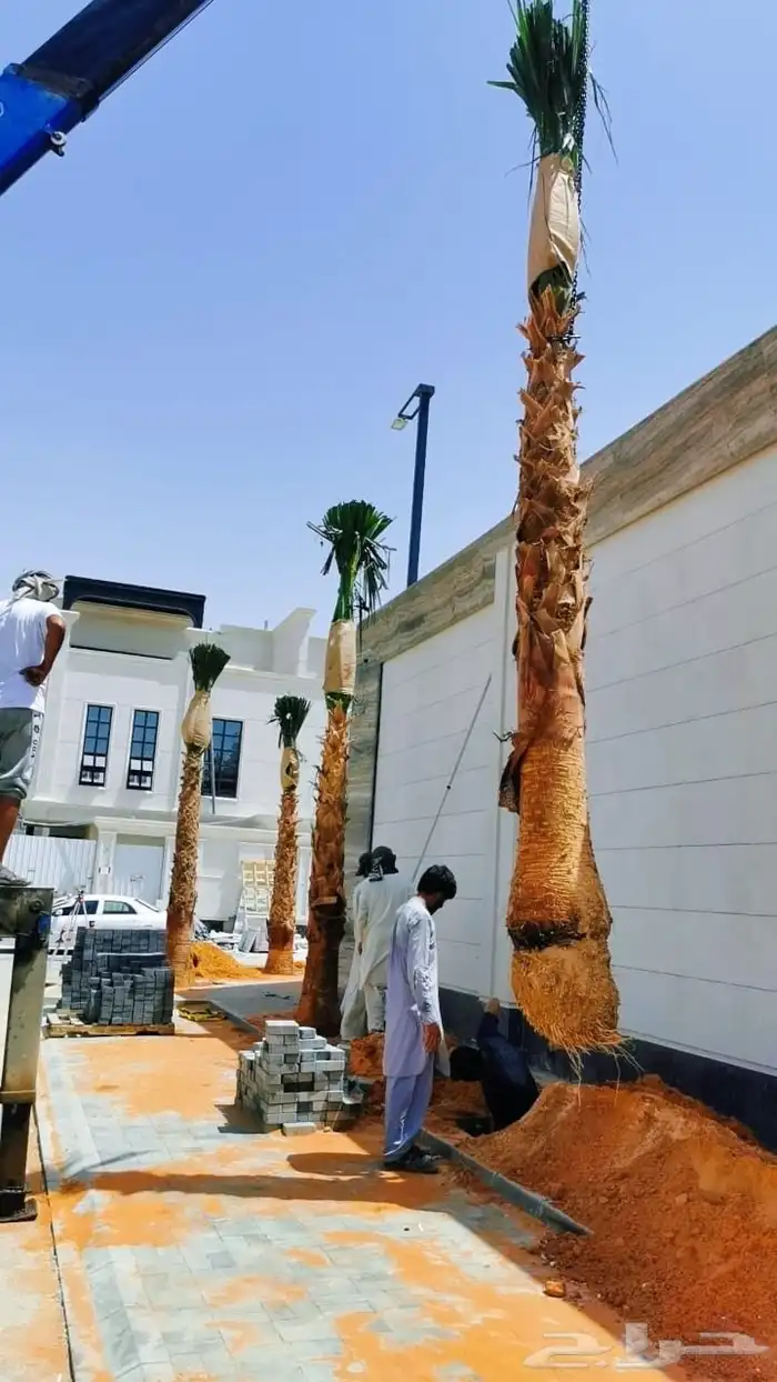 شجره زيتون 8