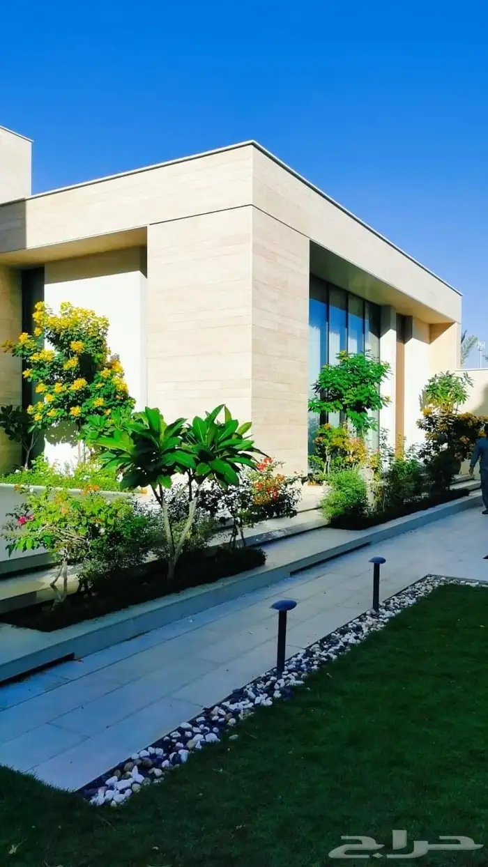 شجره زيتون 0