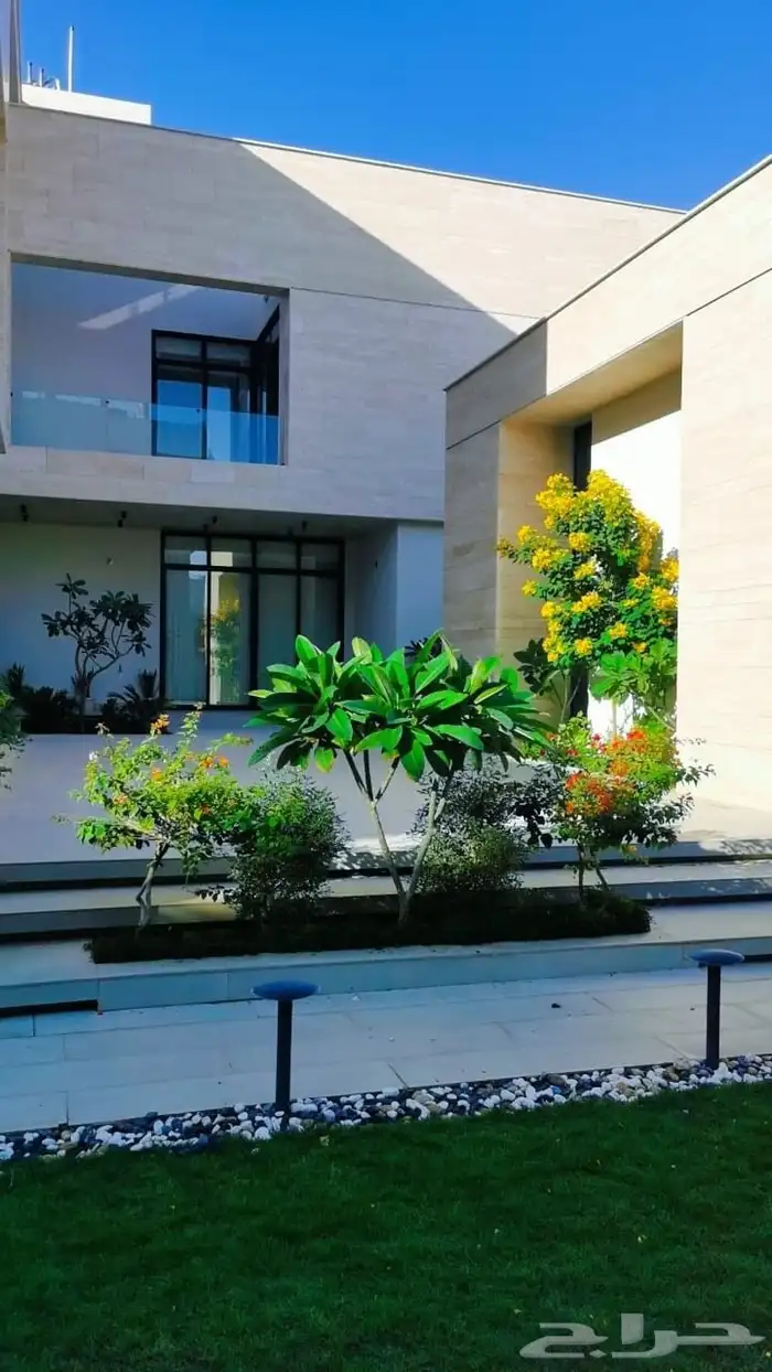 شجره زيتون 5