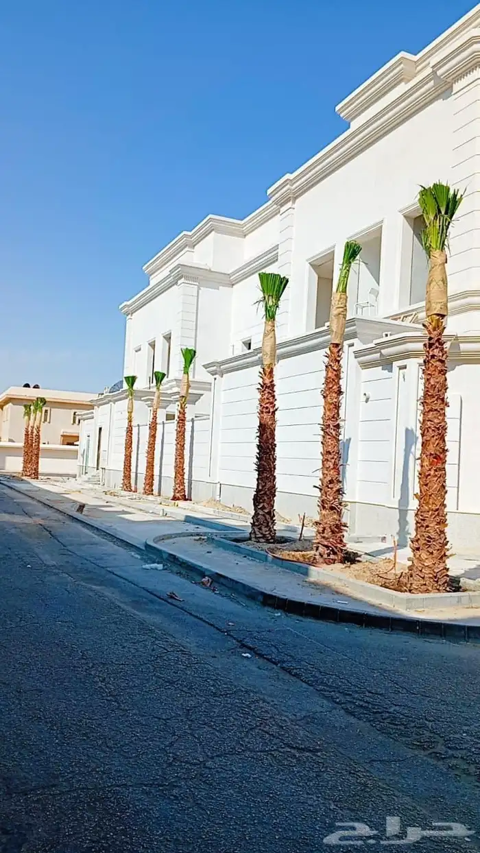 شجره زيتون 9