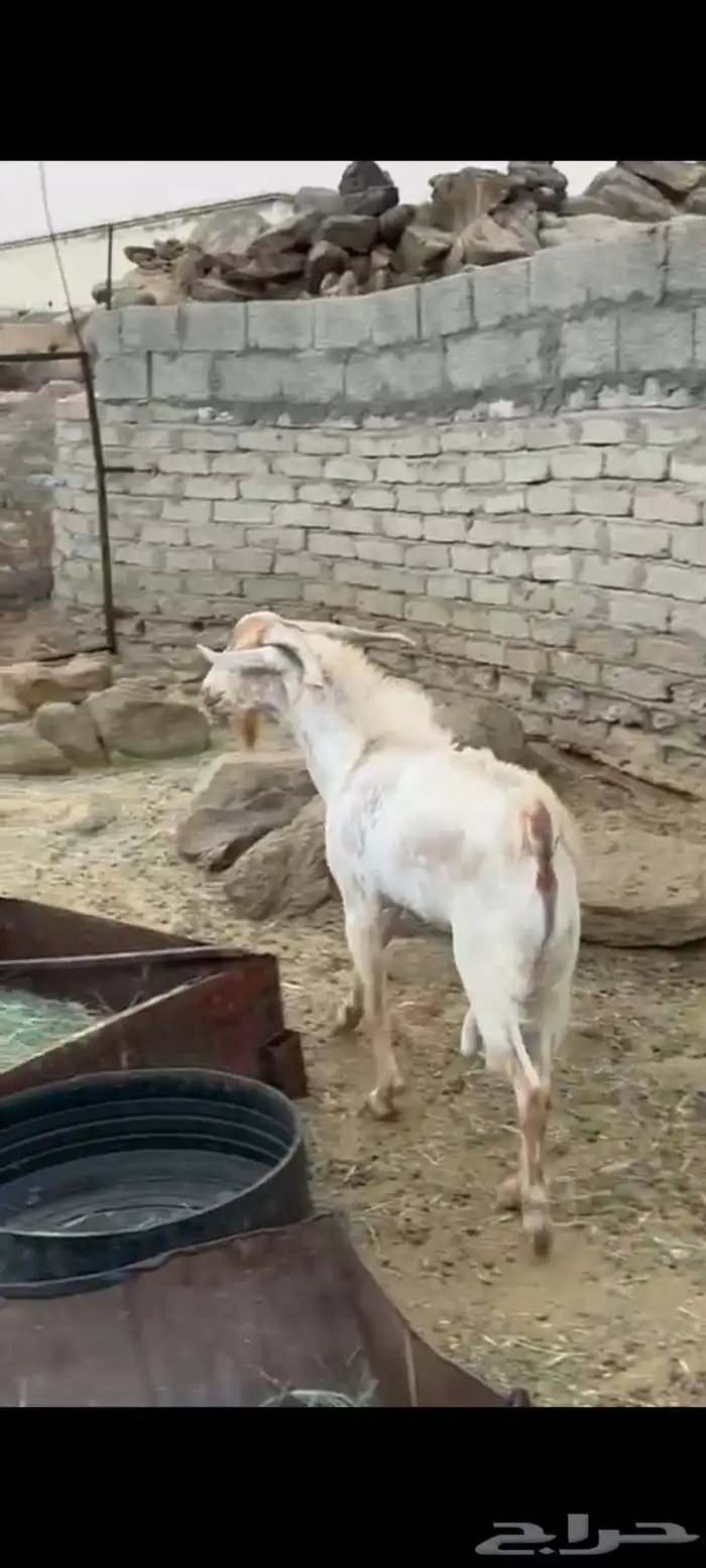 تيس فحل 0