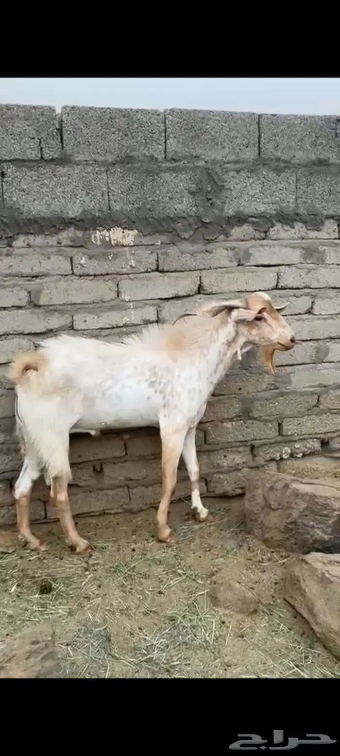تيس فحل 2