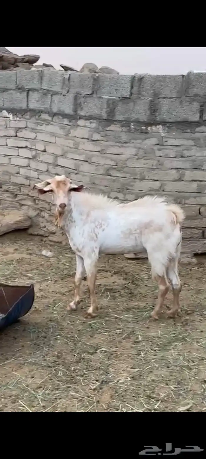 تيس فحل 1