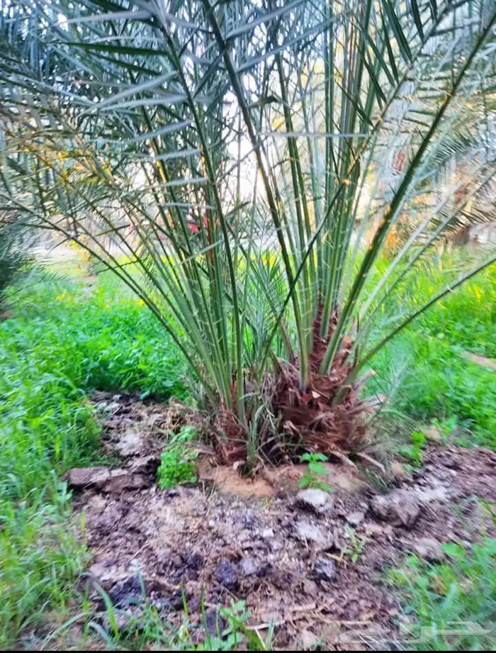 فصايل نخل موجوده في رهاط على الشرطه ما شاء الله كميات موجوده 2