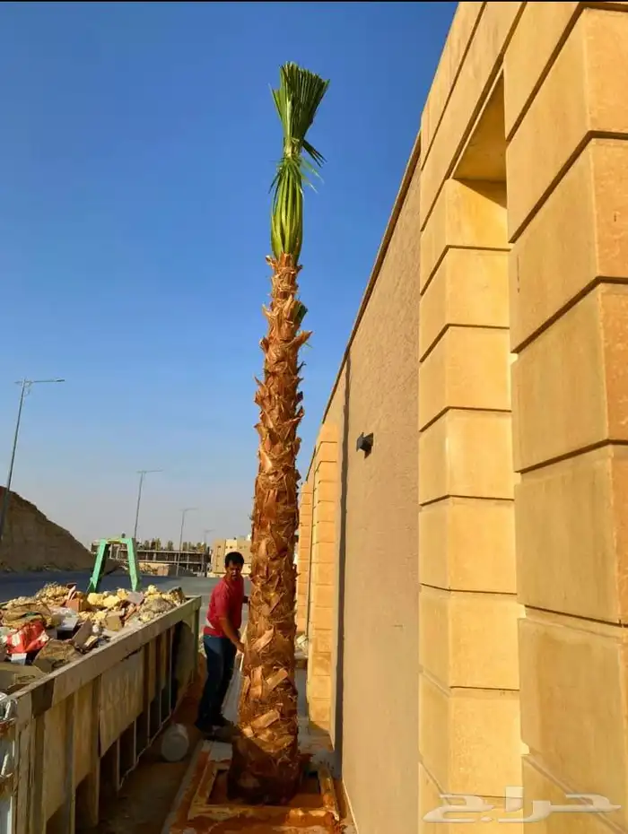ابوسالم لتوريد النخيل الوشنطني 1