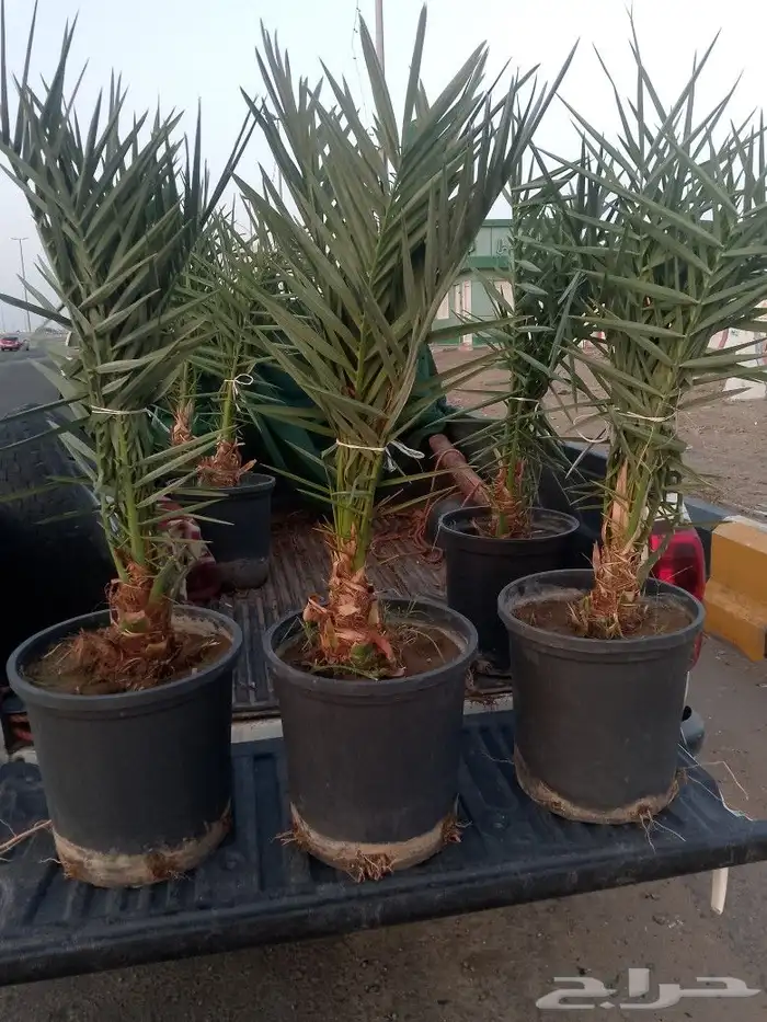 يوجد لدينا نخيل  مثمرعلا جميع المقاسات 3