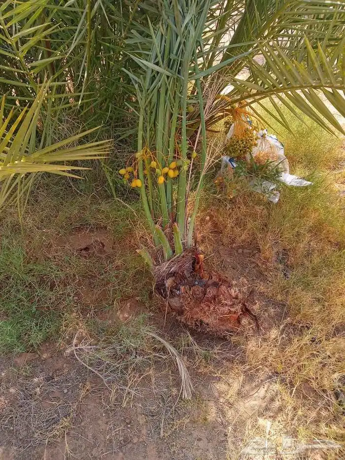 نخيل 1