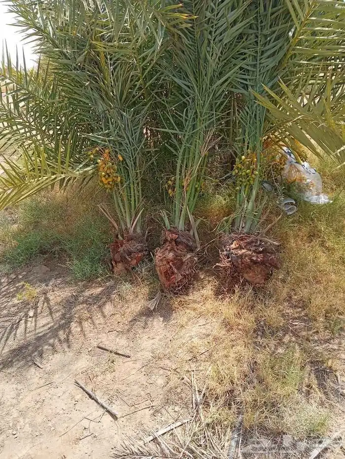 نخيل 2