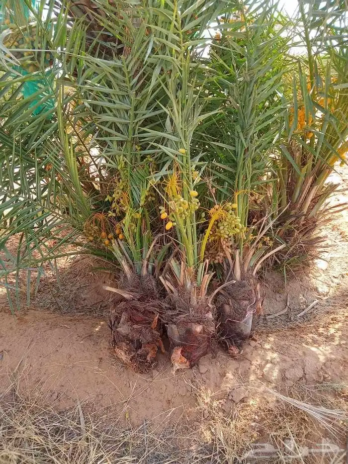 نخيل 3