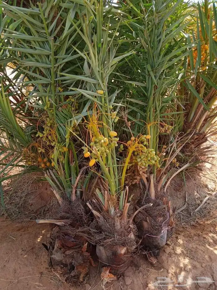 نخيل 4