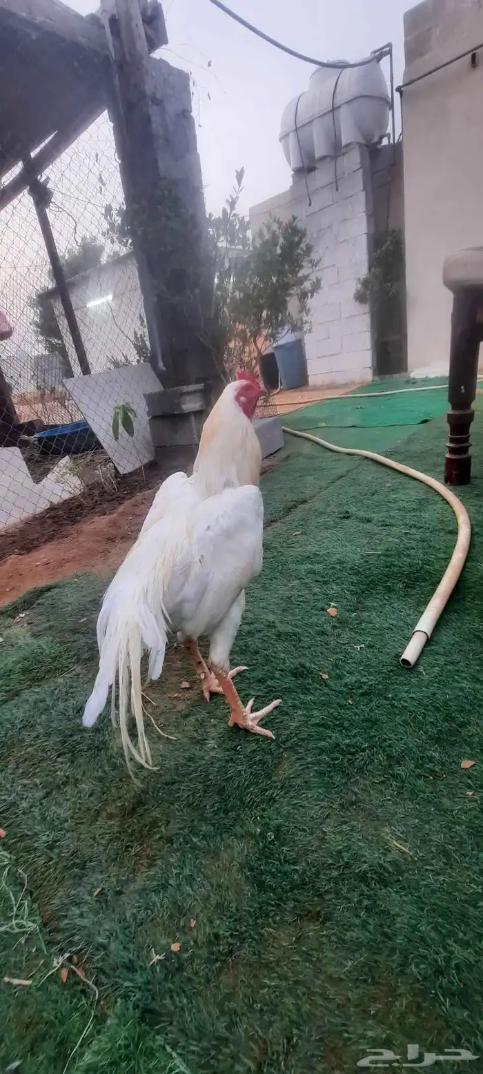 ديك بكستاني 4
