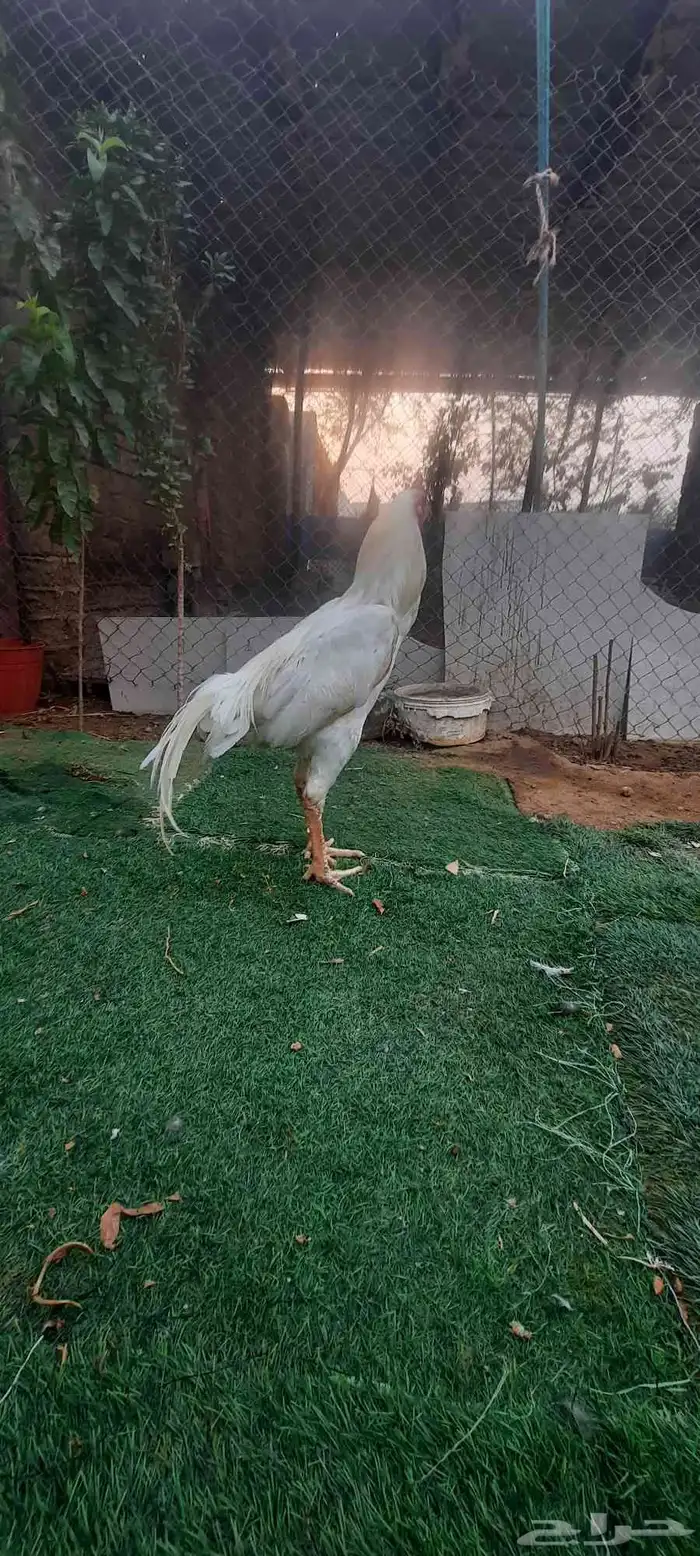 ديك بكستاني 5
