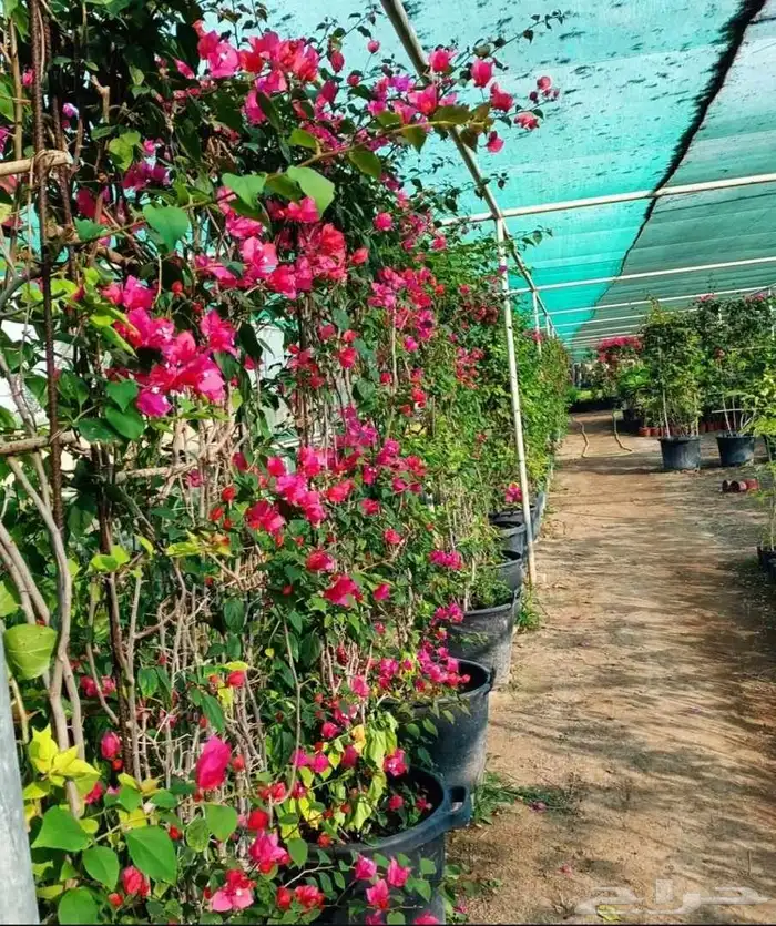 اشجار جهنمية 1