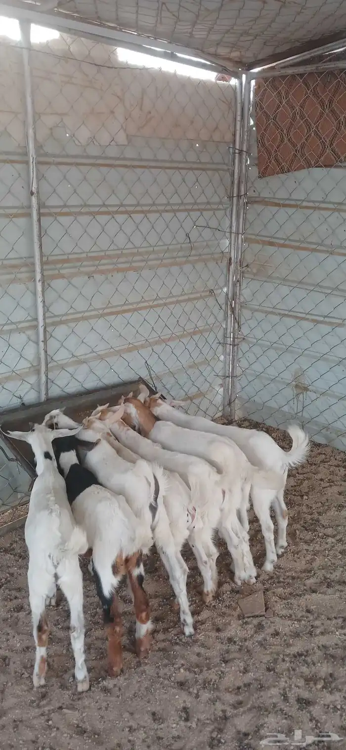 بهم للبيع 0