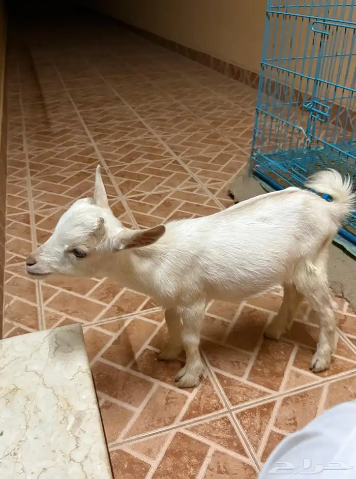ماعز قزم العمر 4شهور 1