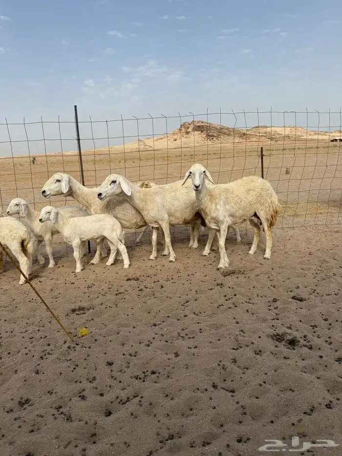 غنم حريات خالفات 8