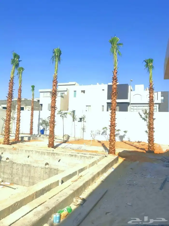 شجره زيتون 3