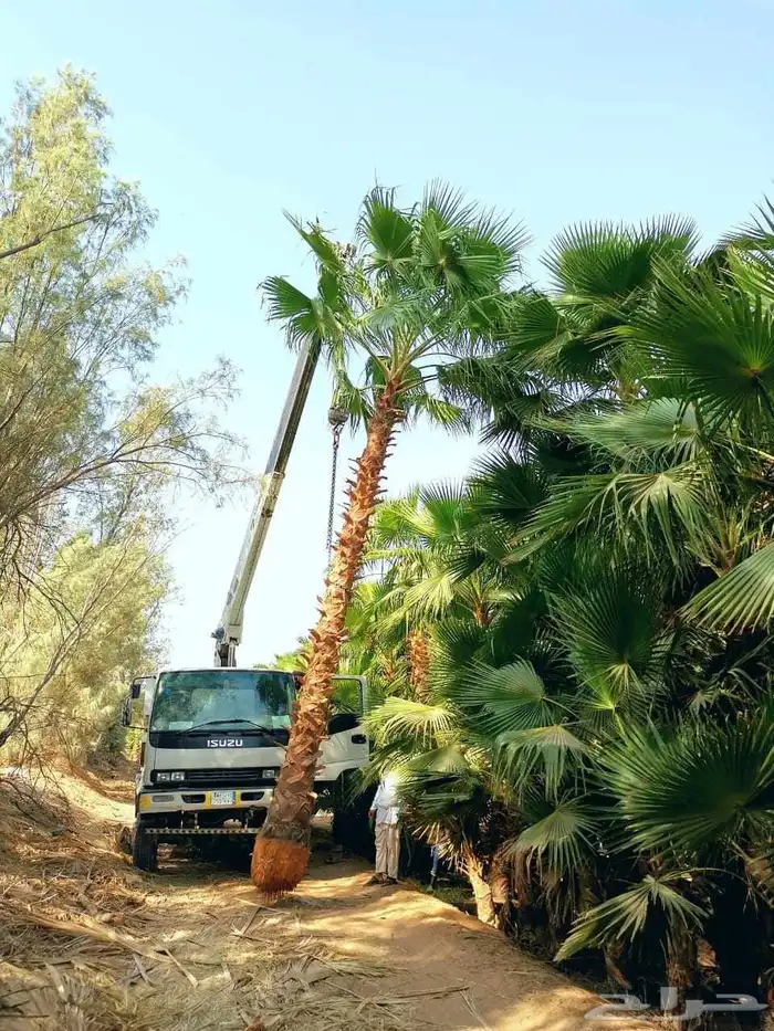 شجره زيتون 1