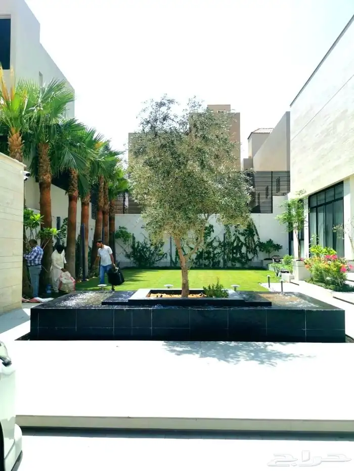 شجره زيتون 2