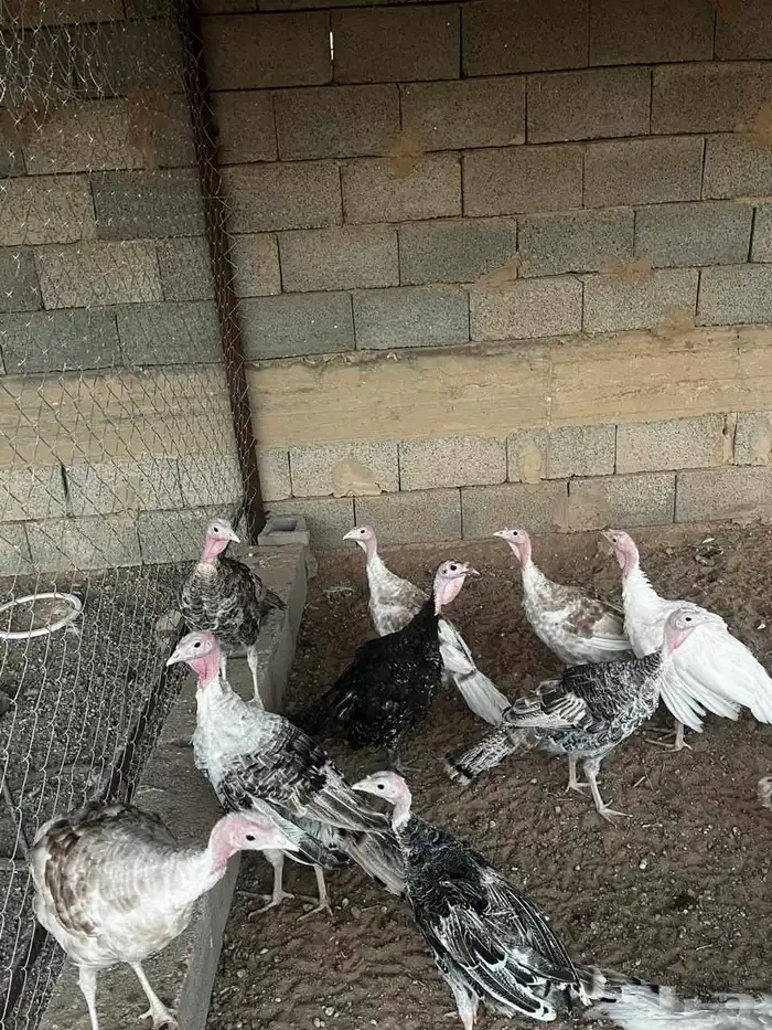 دجاج رومي 5