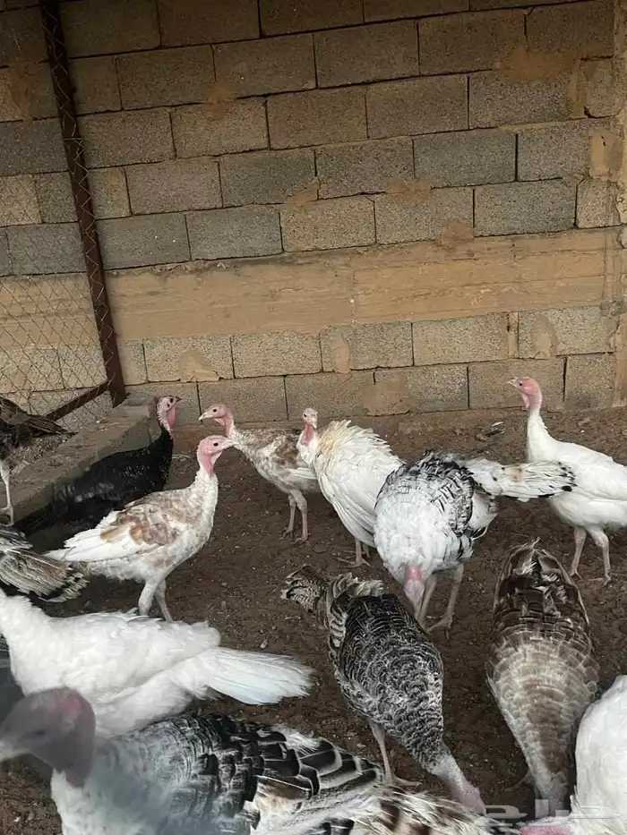 دجاج رومي 7