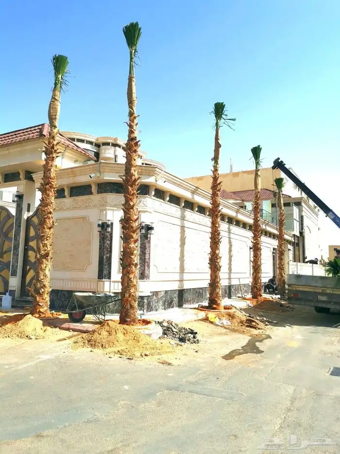 شجره زيتون 6