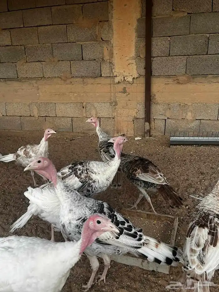 دجاج رومي 8
