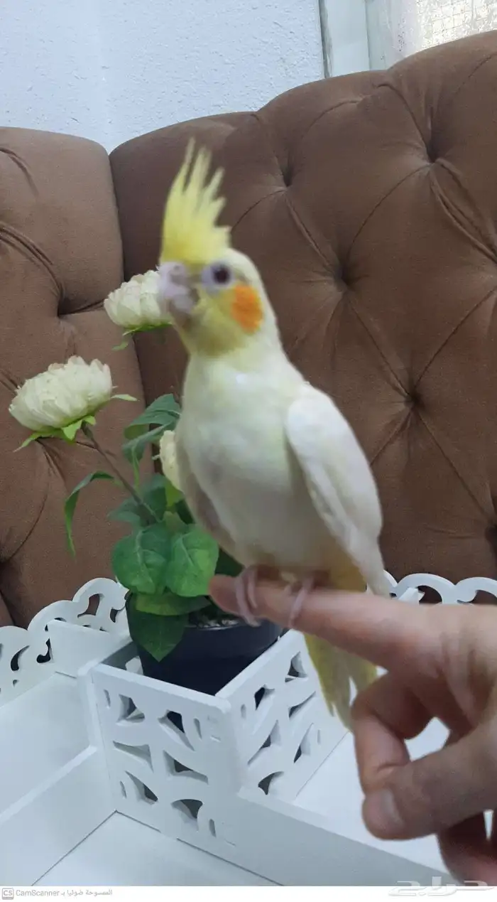 فروخ كروان كوكتيل عمر شهرين 1