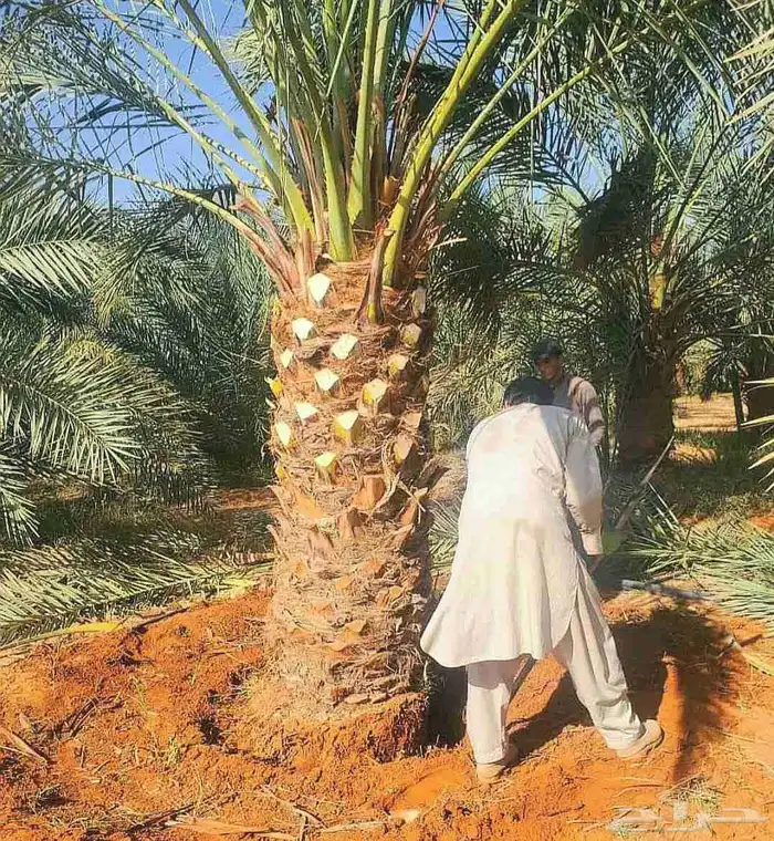 نخل نقايل جثايث هلالي شيشي رشودي نبوت نخيل صقعي سري سكري 3