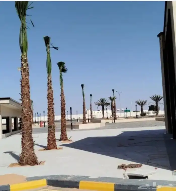 ابوعلي مختص في زرعت انخيل تبوك العلا وجميع انحا المملكه 2