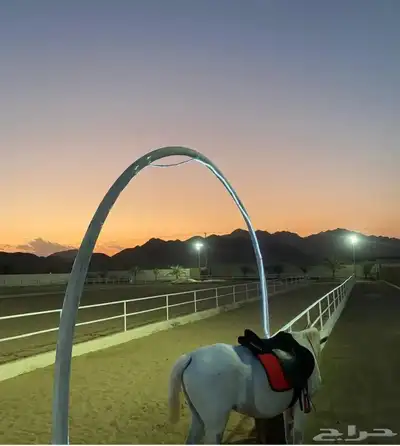 خيل index