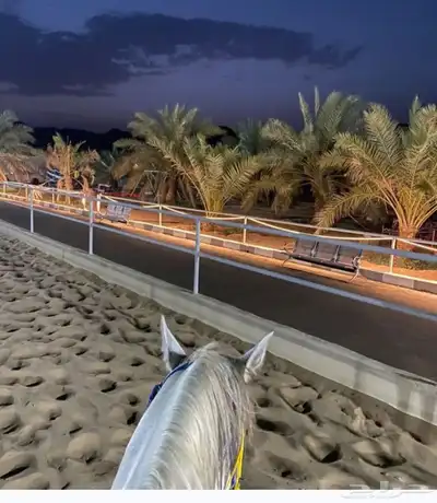 خيل index