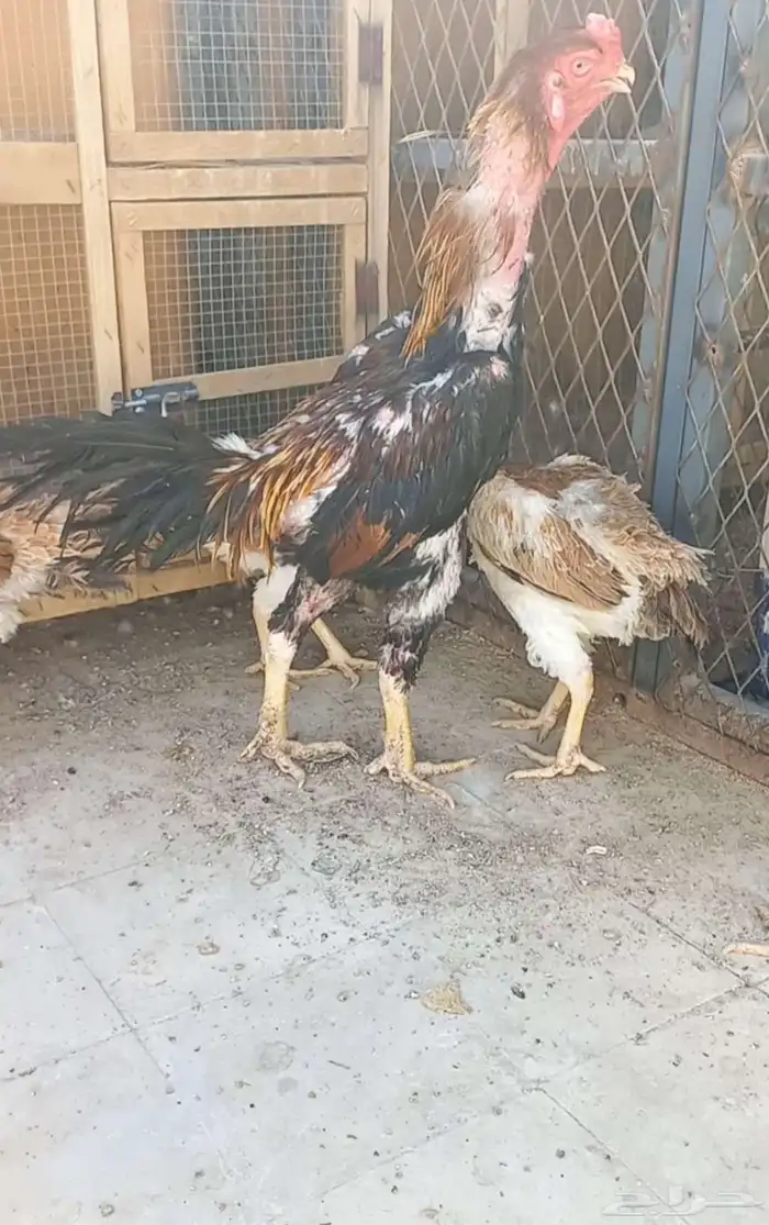 طقم شامو ياباني 3