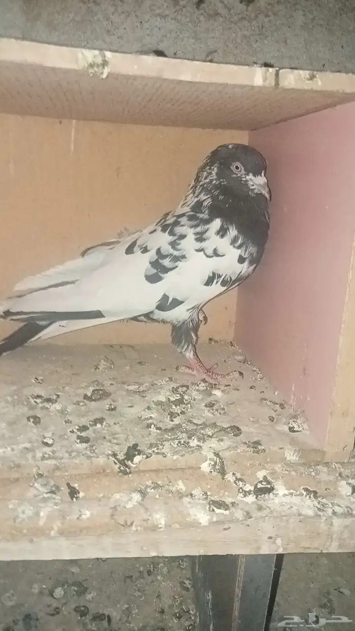 للبيع زوج باكستاني تيدي 4
