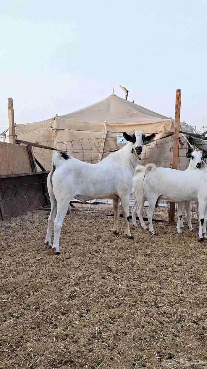 معزاء بيشيات صنف الصنف بفحلها 1