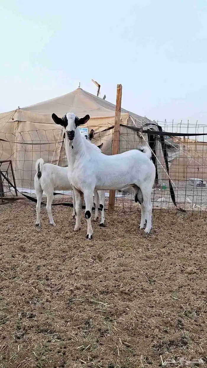 معزاء بيشيات صنف الصنف بفحلها 0