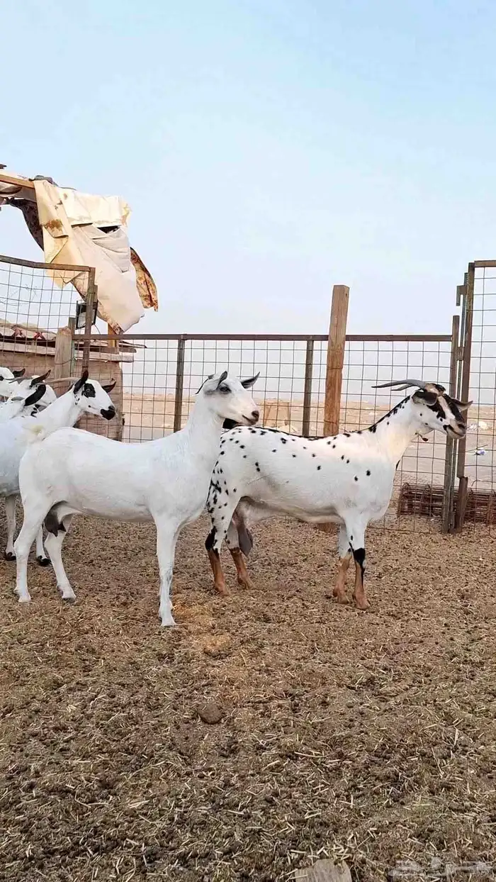 معزاء بيشيات صنف الصنف بفحلها 9