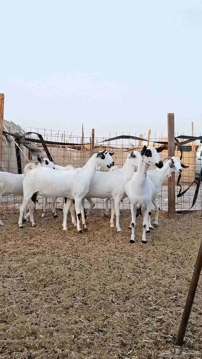 معزاء بيشيات صنف الصنف بفحلها 4