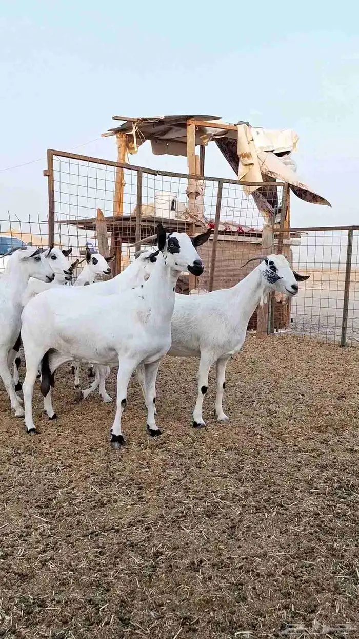 معزاء بيشيات صنف الصنف بفحلها 7